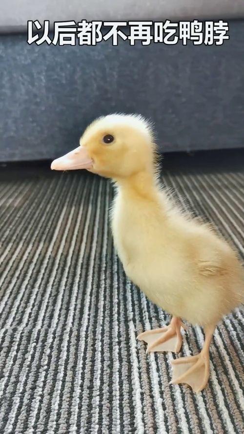 娱乐吃瓜酱鸭鸭视频大全,盘点热门视频大全